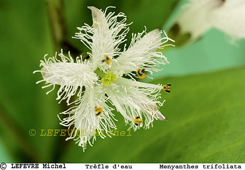 127 Trèfle d'eau.jpg - Trèfle d'eau - Menyanthes trifoliata - Aisne